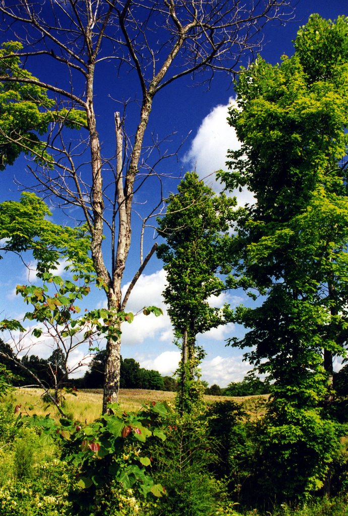 Corydon, Indiana