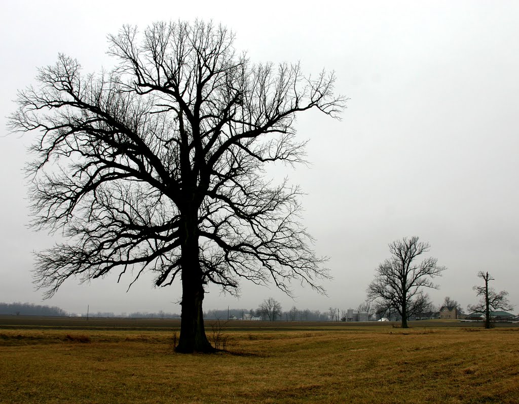 Sleeping Oaks
