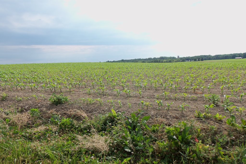 Farm