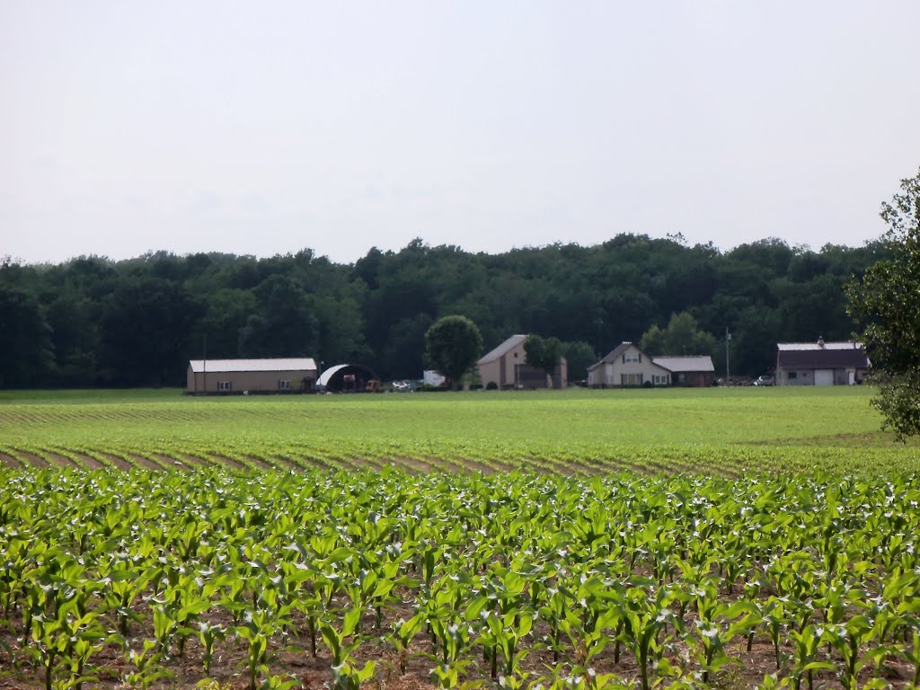 New Corn