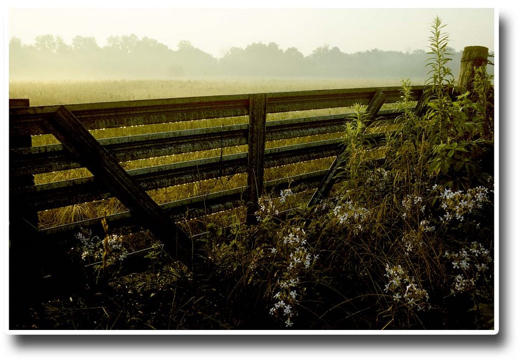 An early morning summer dew - 199007