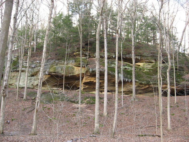 Hemlocks above bluff