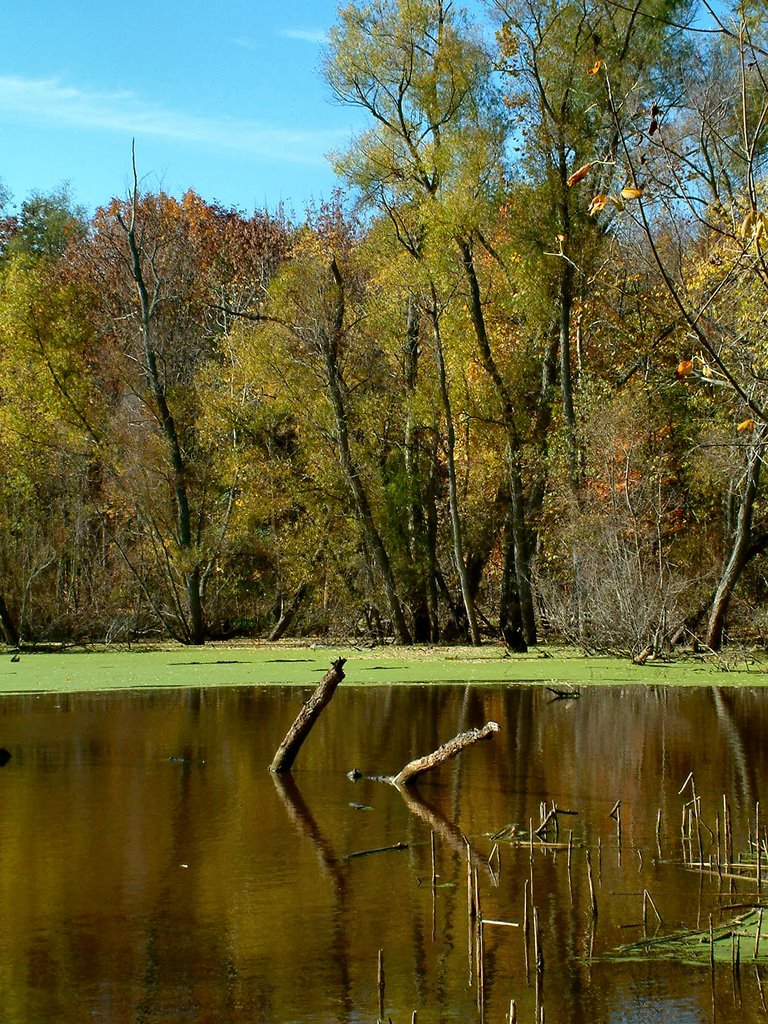 Celery Bog