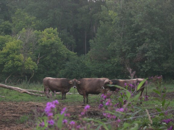 Cows at Traders Point