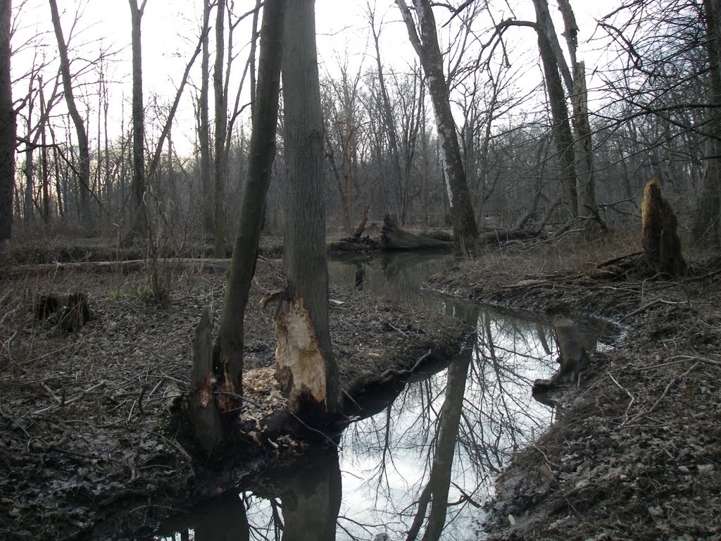 Beavers!