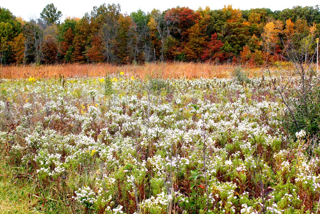 Little Calumet River Trail in Fall