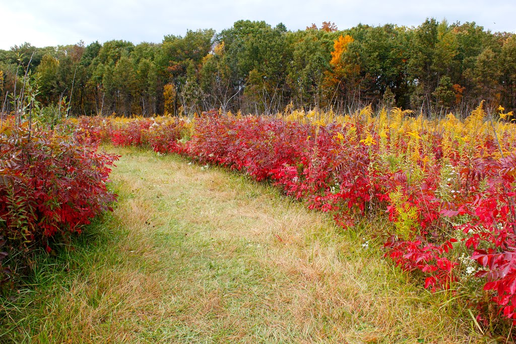 Sumac Way