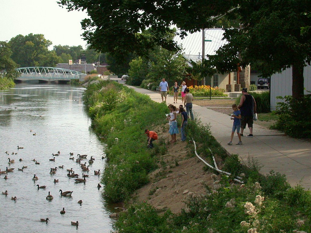 feeding ducks