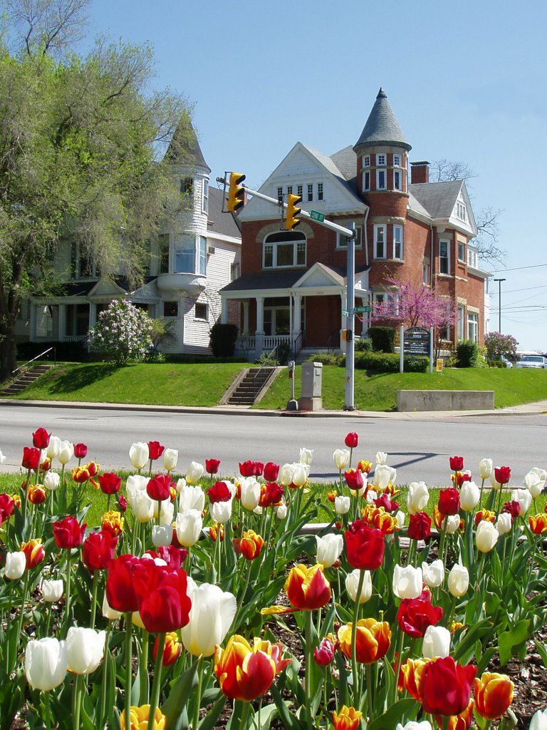 Tulips at 22nd and National Road East