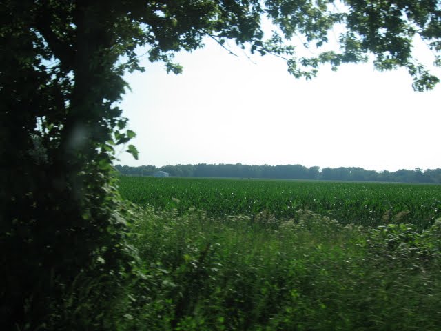 Corn Field In Indiana