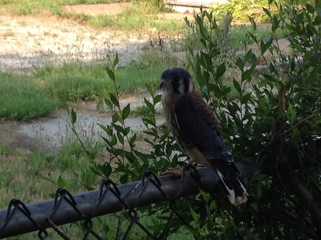 Hawk in Hammond,IN.