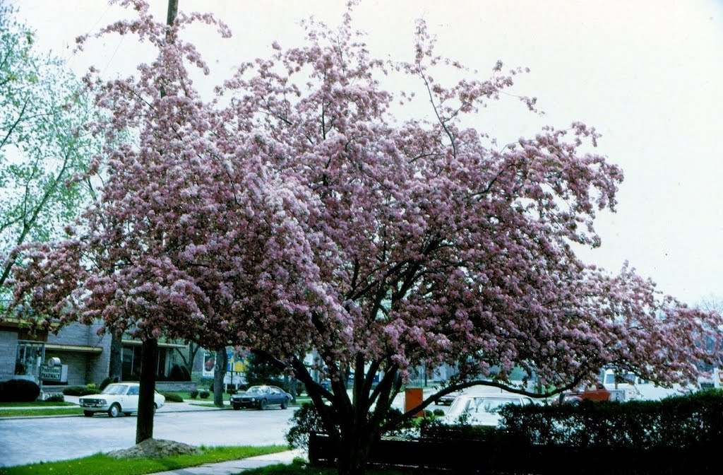 Pink Tree