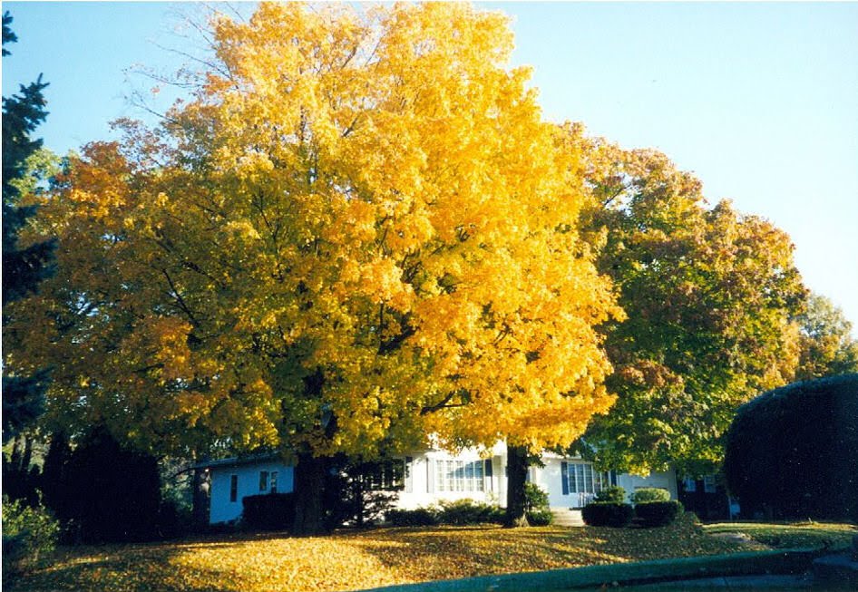 Scarburough Homestead