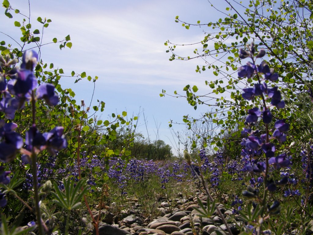 Purple along the American River Bike Trail