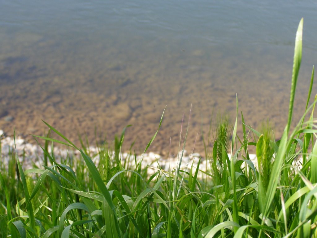 Grass at the American River