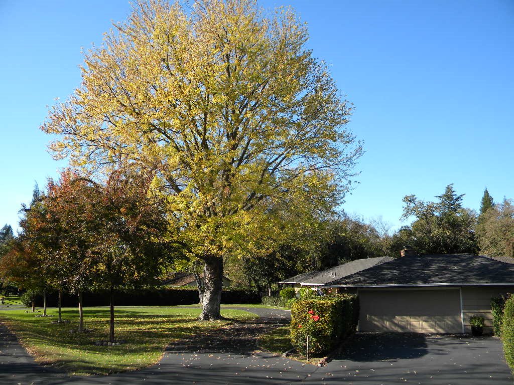 giant in the yard