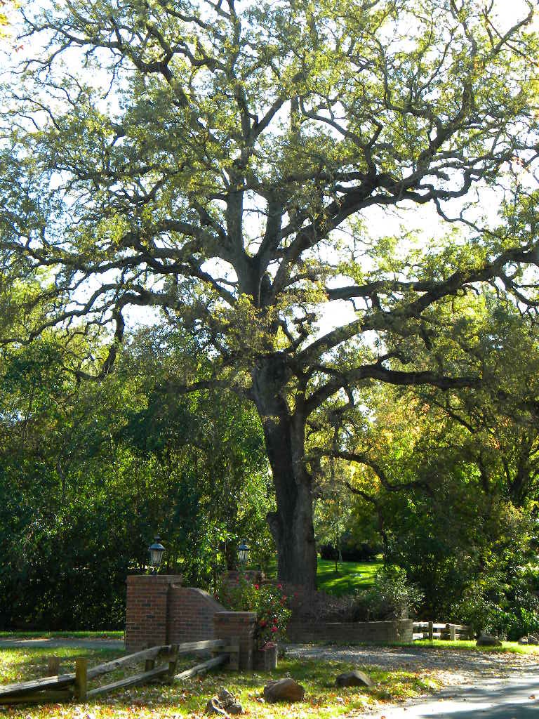 ARDEN OAK