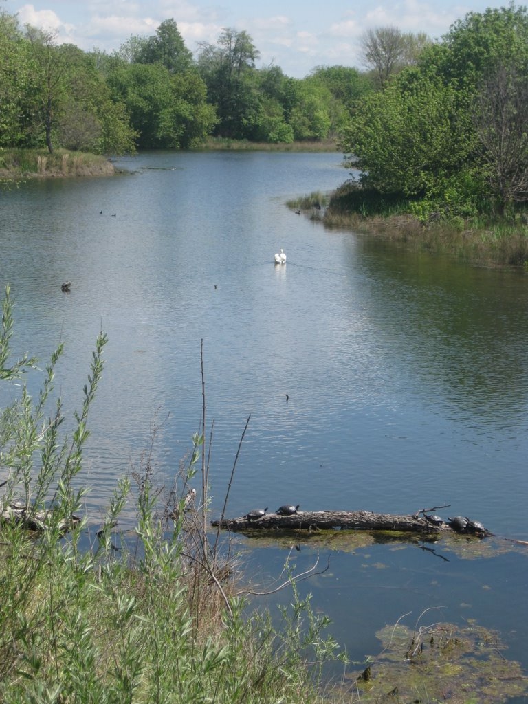 Swan and Turtles