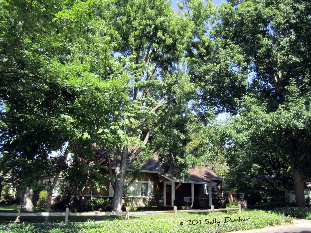 Massive trees towering over charming traditional homes says it all in Arden Park, Sacramento.