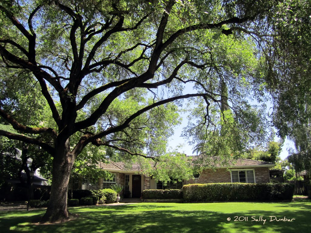 The artistic trunks of well trimmed trees are the perfect frame for homes in Sierra Oaks in Sacramento, CA.
