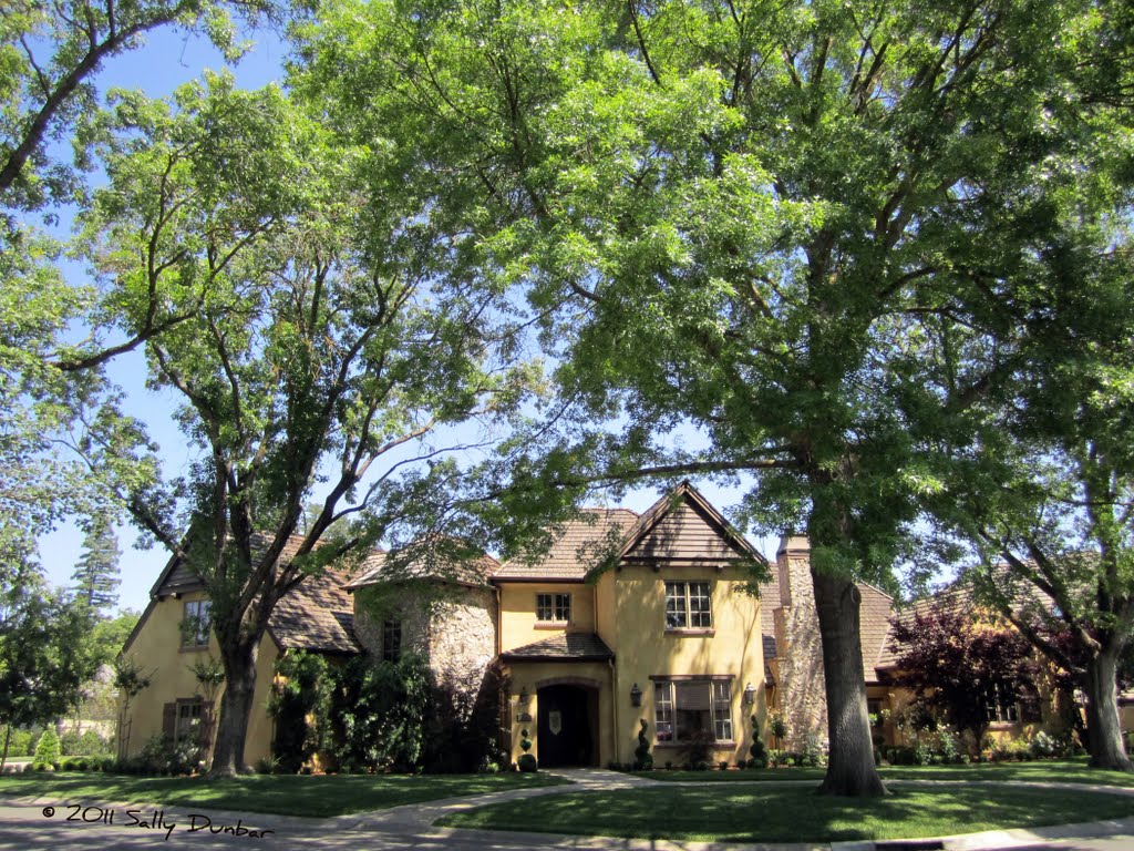 Lovely Camphor trees tower over beautiful homes in Sierra Oaks, near Bancroft Way and White Oak Ct, Sacramento
