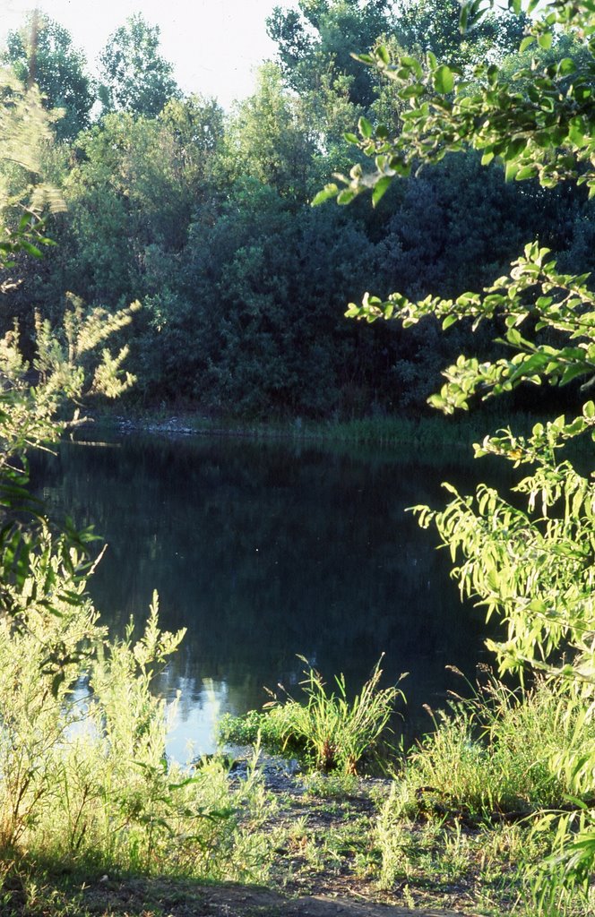 Dawn on the American River