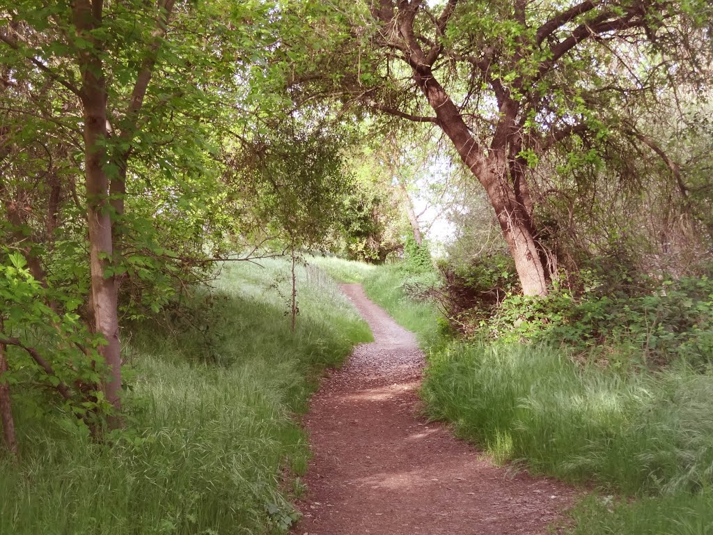 Pioneer Express Trail for Horses, along the Jedediah Smith Memorial Trail, American River Parkway, Sacramento County Regional Park