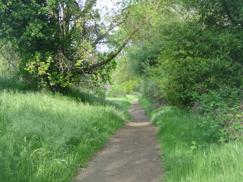 Pioneer Express Trail for Horses, along the Jedediah Smith Memorial Trail, American River Parkway, Sacramento County Regional Park