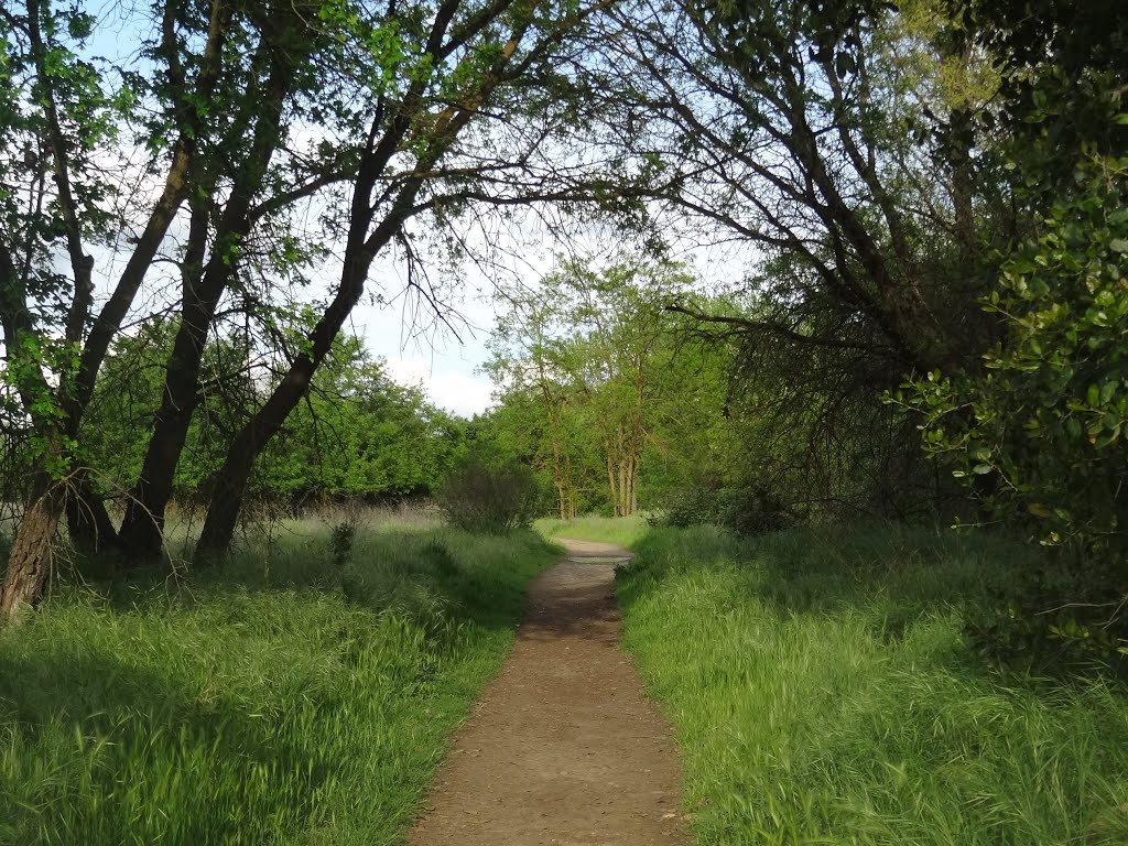 Pioneer Express Trail for Horses, along the Jedediah Smith Memorial Trail, American River Parkway, Sacramento County Regional Park