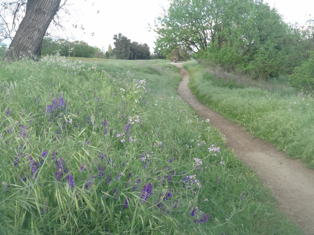 Vetch with Purple Flowers along the historic Pioneer Express Trail for Horses, along the Jedediah Smith Memorial Trail, American River Parkway, Sacramento County Regional Park