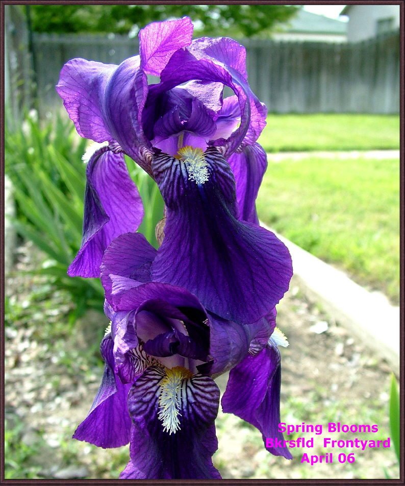 Spring Bloom