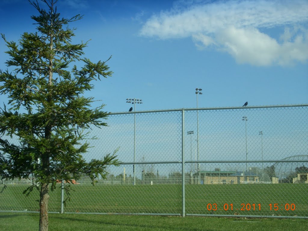 Softball field at Al Patch Park