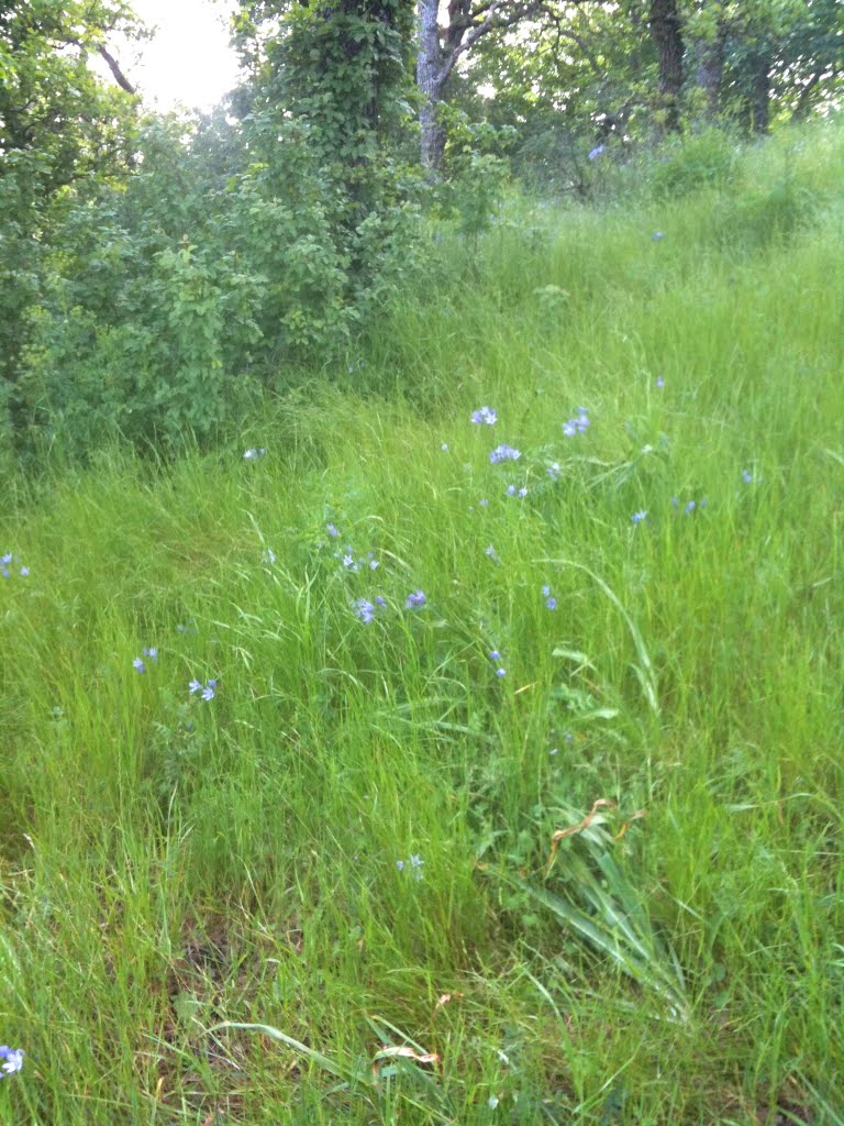 Wildflowers in Pena Adobe