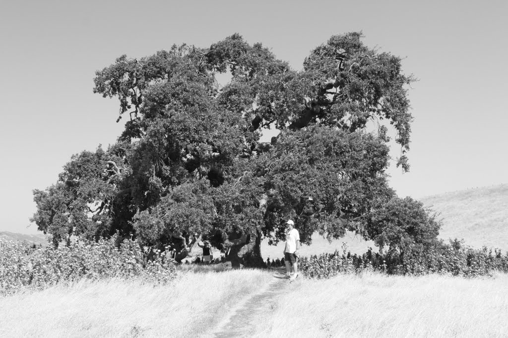 Big Oak Tree
