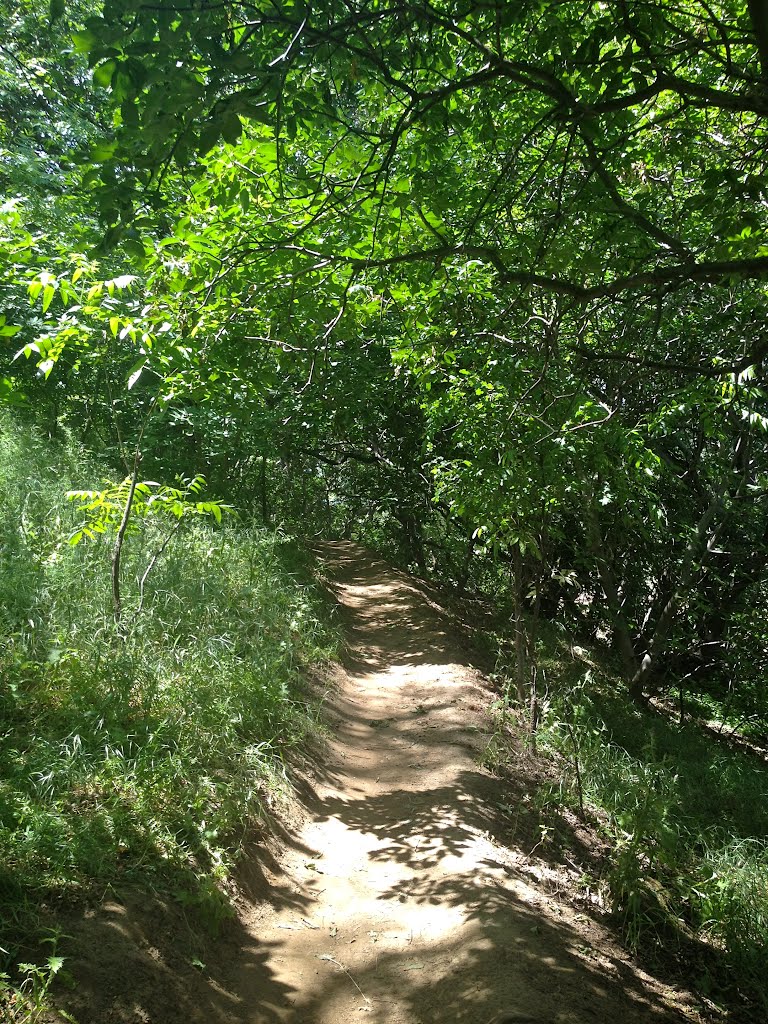 Shortcut to Mushrooms