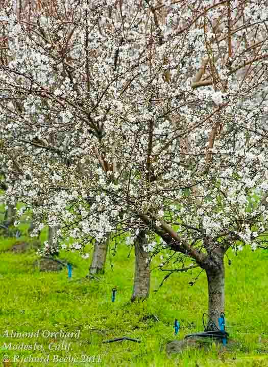 Almond Trees, Modesto, Calif.