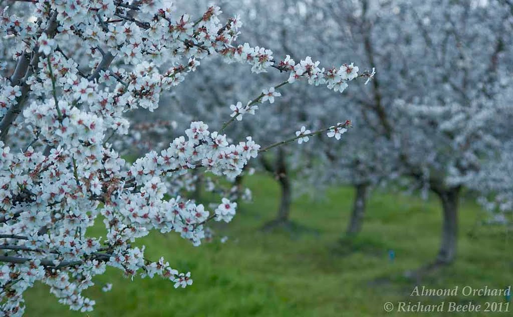 Almond Orchard