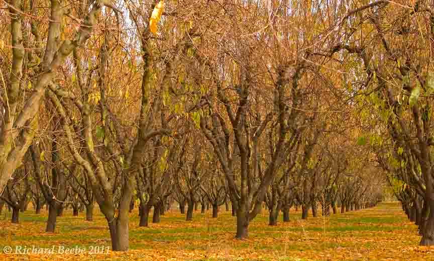 Modesto-Orchard