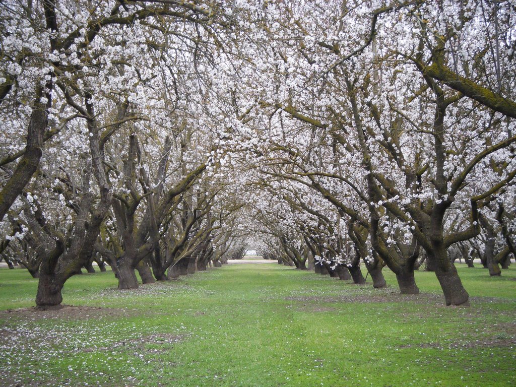 Almond Orchard In Bloom