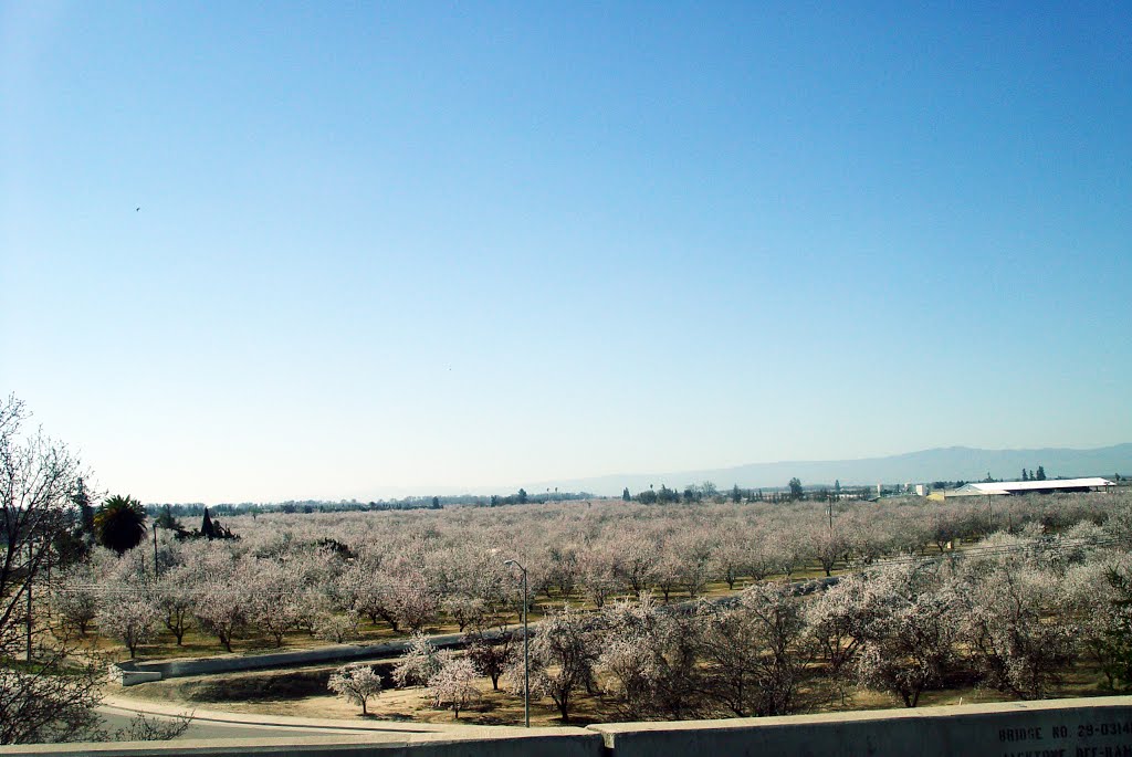 ALMOND VALLEY