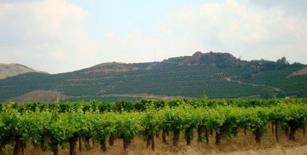 Grapevines
