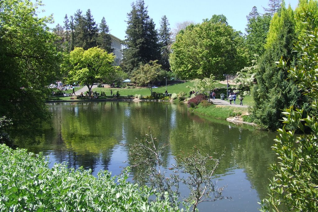 UC Davis Pond