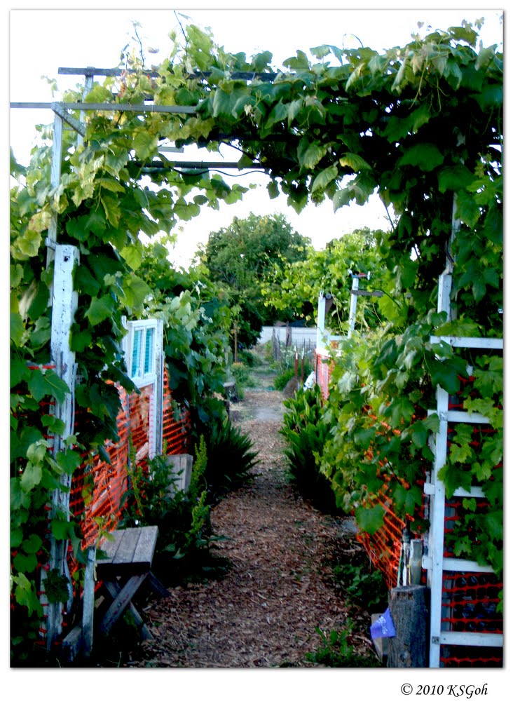 Davis Community Garden