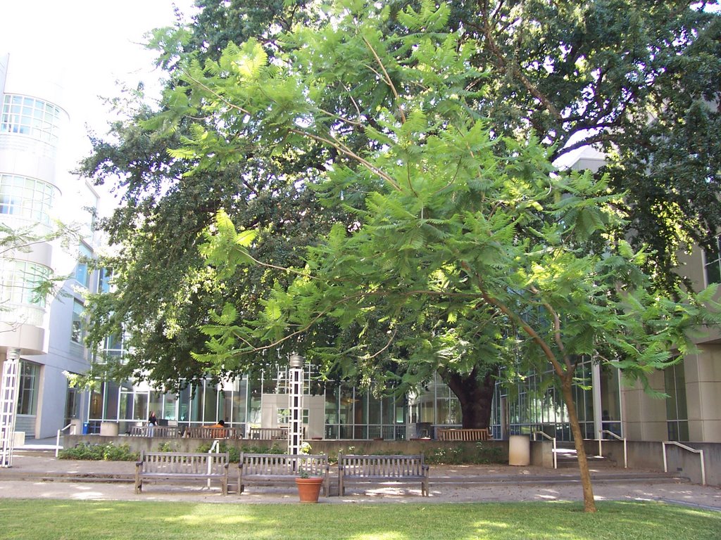 Shields Library