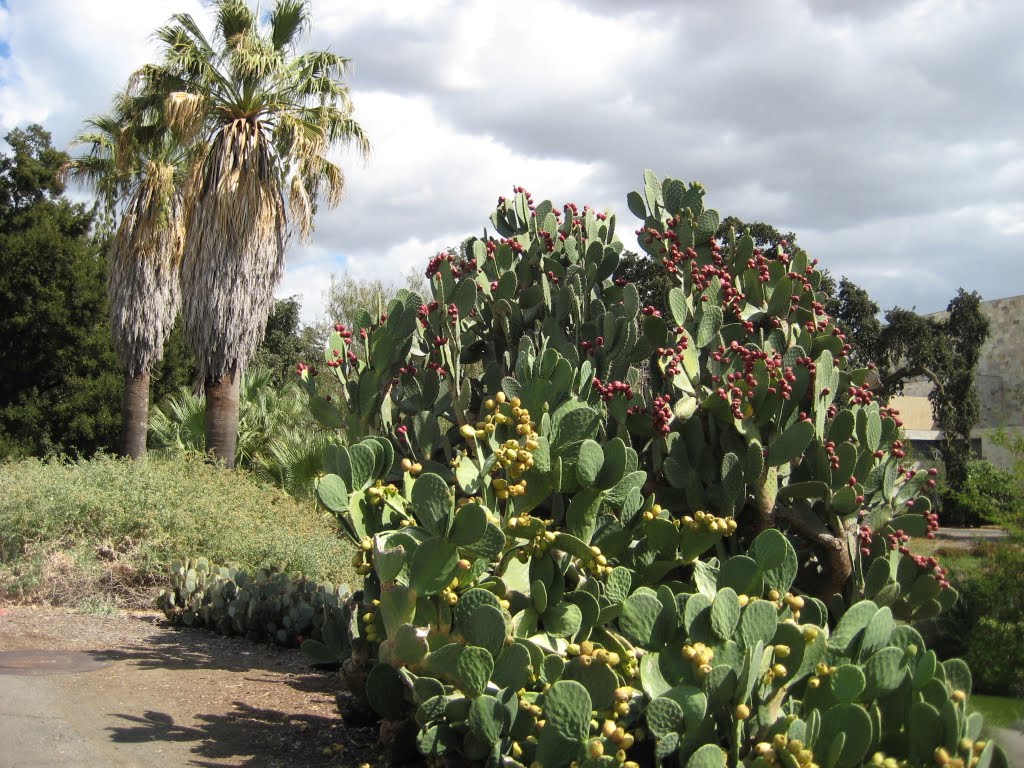 CF@UCD Arboretum