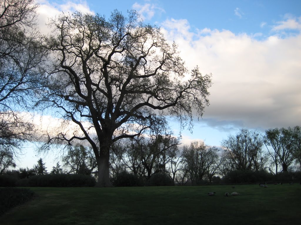 CF@UC Davis Campus
