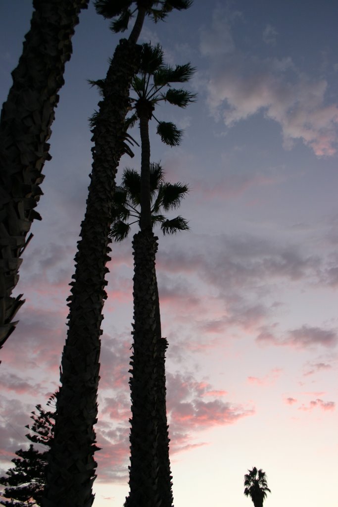 Sunset on Citrus Ave