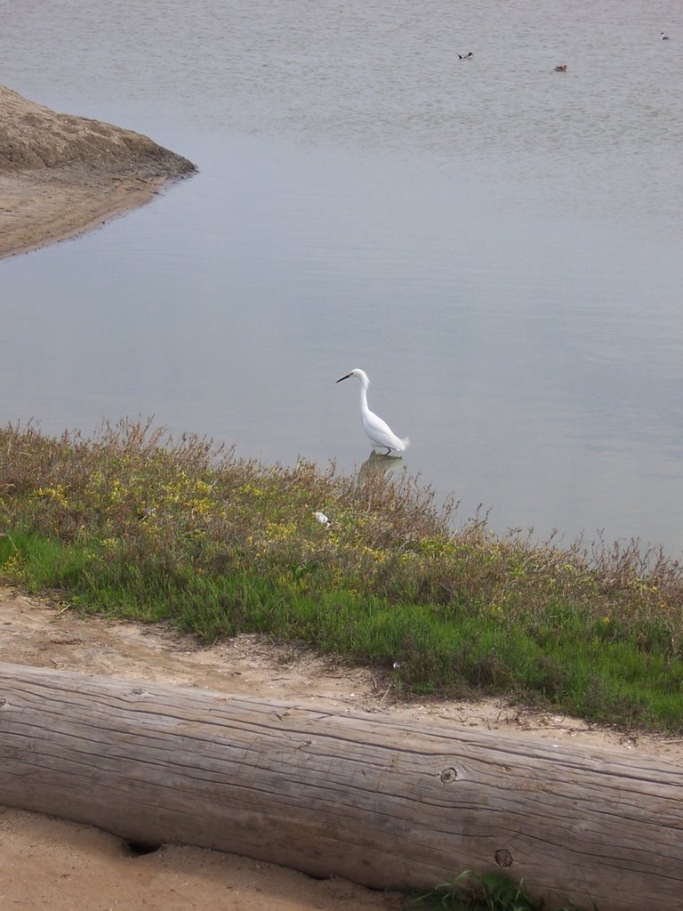 White Egret on The Silver Strand