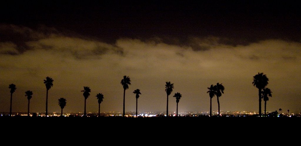 Palm Trees at Night