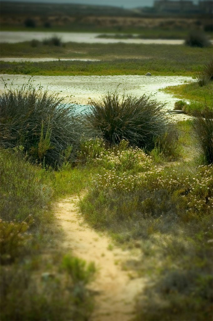 Tijuana Estuary looking west